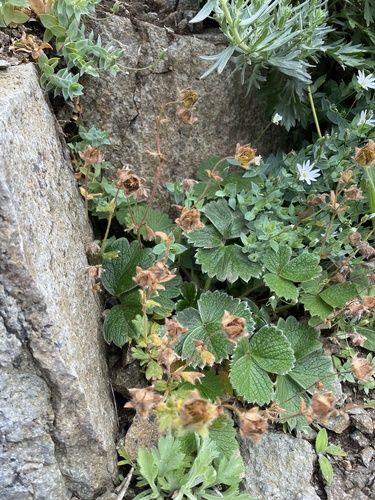 Large flowered cinquefoil (Potentilla megalantha)