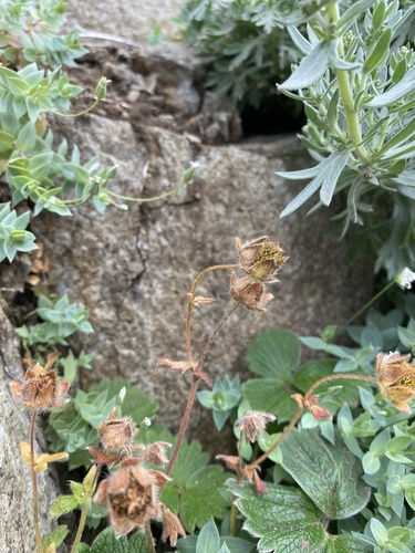 Potentilla megalantha, photograph 2