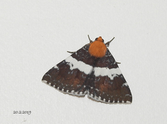 Buzara latizona