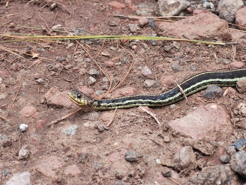Yellow-throated gartersnake, Thamnophis pulchrilatus