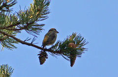 Loxia curvirostra guillemardi