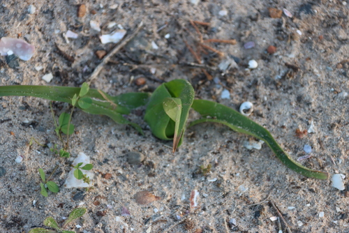 Colchicum eucomoides