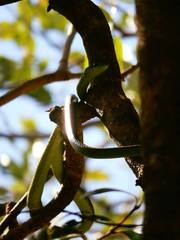 Philothamnus punctatus