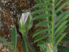 Onobrychis crista-galli