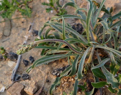 Representative image of Plantago albicans