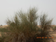 Leptadenia pyrotechnica