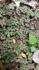 Hydrocotyle dissecta
