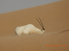 Oryx leucoryx