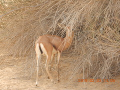 Gazella arabica