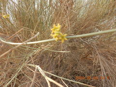 Leptadenia pyrotechnica