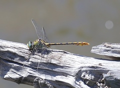 Ophiogomphus arizonicus