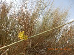 Leptadenia pyrotechnica