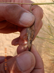 Leptadenia pyrotechnica