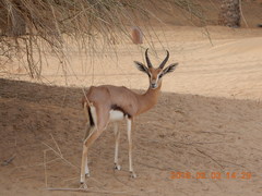 Gazella arabica