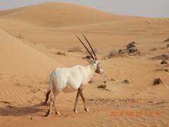 Oryx leucoryx