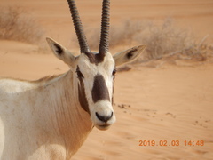 Oryx leucoryx