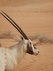 Oryx leucoryx