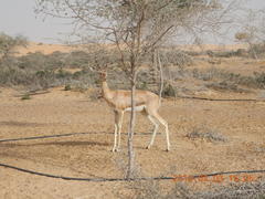 Gazella arabica
