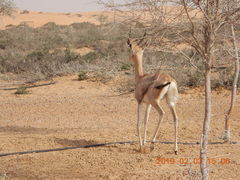 Gazella arabica