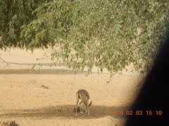 Gazella arabica