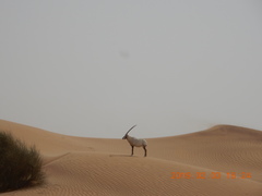 Oryx leucoryx