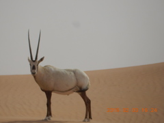 Oryx leucoryx