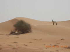 Oryx leucoryx