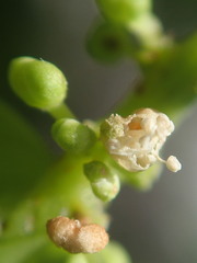 Allophylus sechellensis