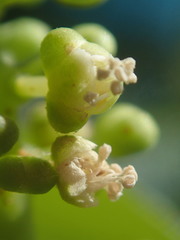 Allophylus sechellensis