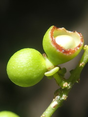 Allophylus sechellensis