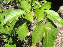 Allophylus sechellensis