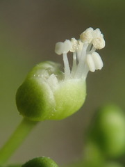 Allophylus sechellensis