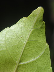 Allophylus sechellensis