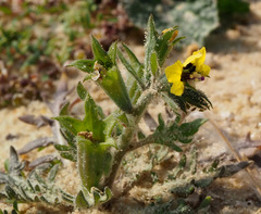 Hyoscyamus pusillus