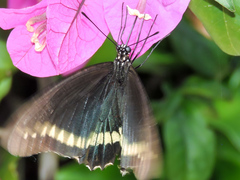 Battus polydamas polydamas