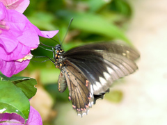 Battus polydamas polydamas