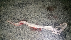 Limaformosa capensis