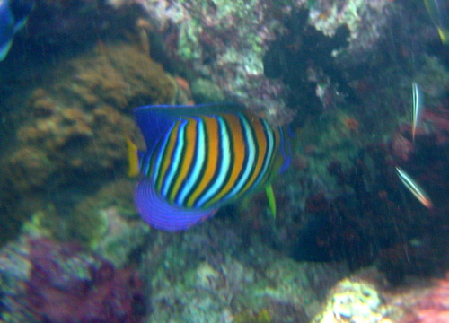 Pygoplites diacanthus
