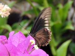 Battus polydamas polydamas