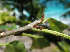 Ficus reflexa sechellensis
