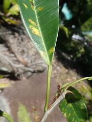Ficus reflexa sechellensis