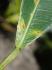 Ficus reflexa sechellensis