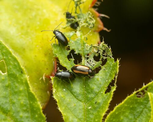 Turnip Flea Beetle
