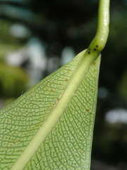 Ficus reflexa sechellensis