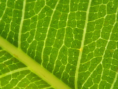 Ficus reflexa sechellensis