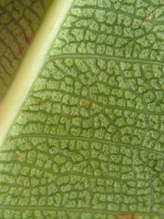 Ficus reflexa sechellensis