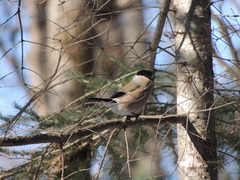 Pyrrhula pyrrhula griseiventris
