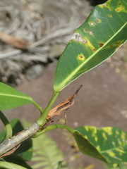 Ficus reflexa sechellensis