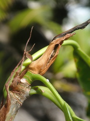 Ficus reflexa sechellensis