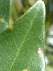 Ficus reflexa sechellensis